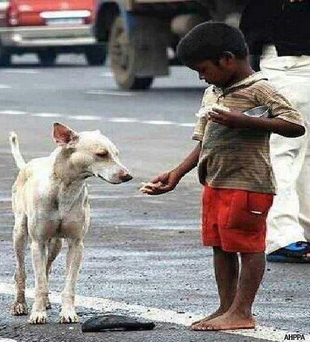 Boy feeding a street dog | Photo credit: AHPPA