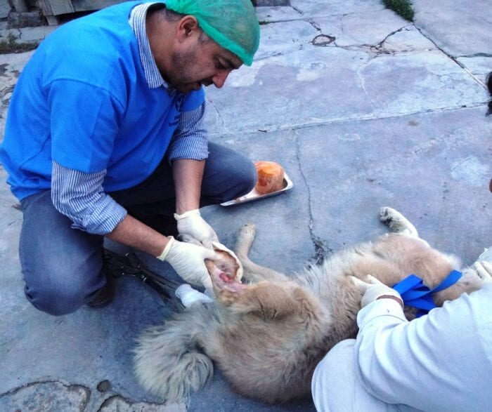 Dr. Mo Checking severely infected leg on Rufus in 2016 (Photo credit: Mayhew Afghanistan)