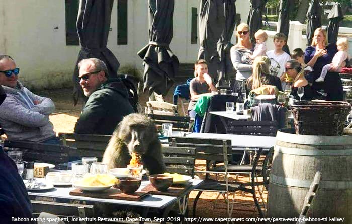 Baboon eating spaghetti, Jonkerhuis Restaurant, Cape Town, Sept. 2019. https://www.capetownetc.com/news/pasta-eating-baboon-still-alive/
