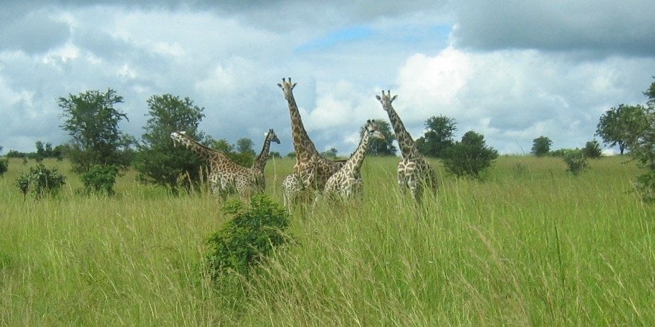Giraffes Tanzania