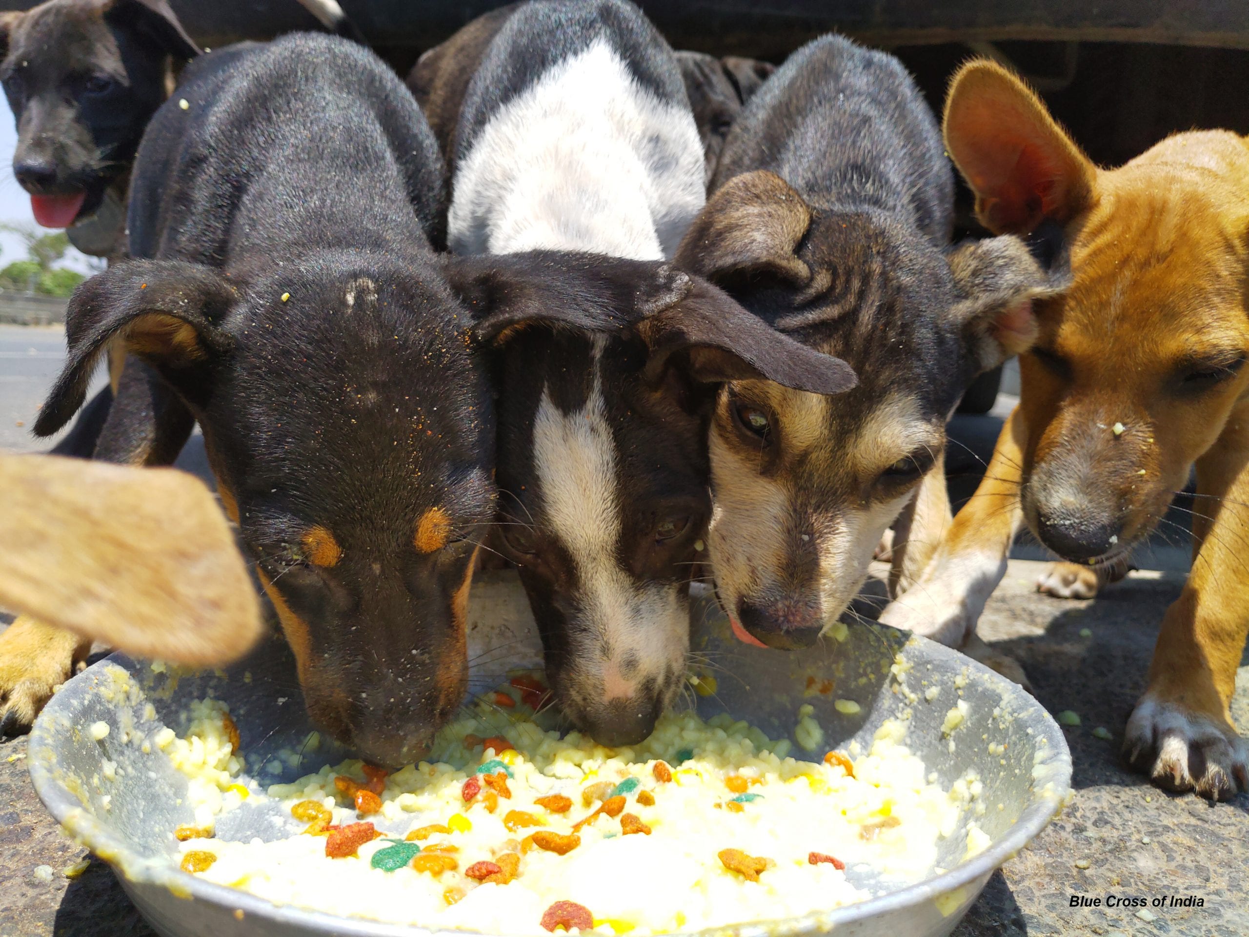 Karuna for Corona- Feeding the Street Dogs of Chennai