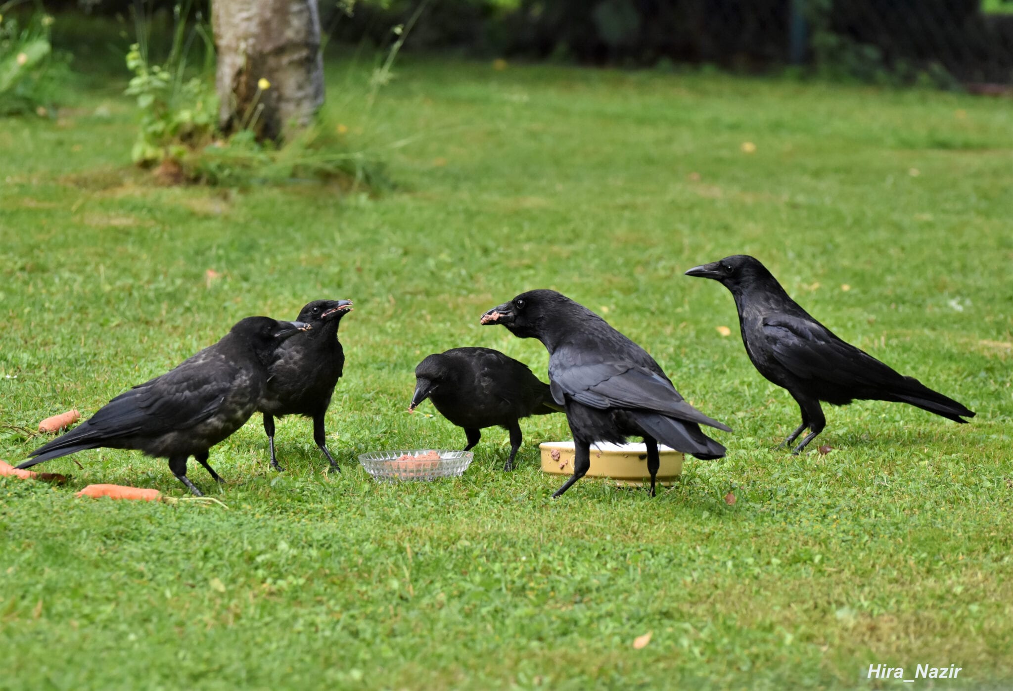 what-is-a-group-of-crows-called-youtube