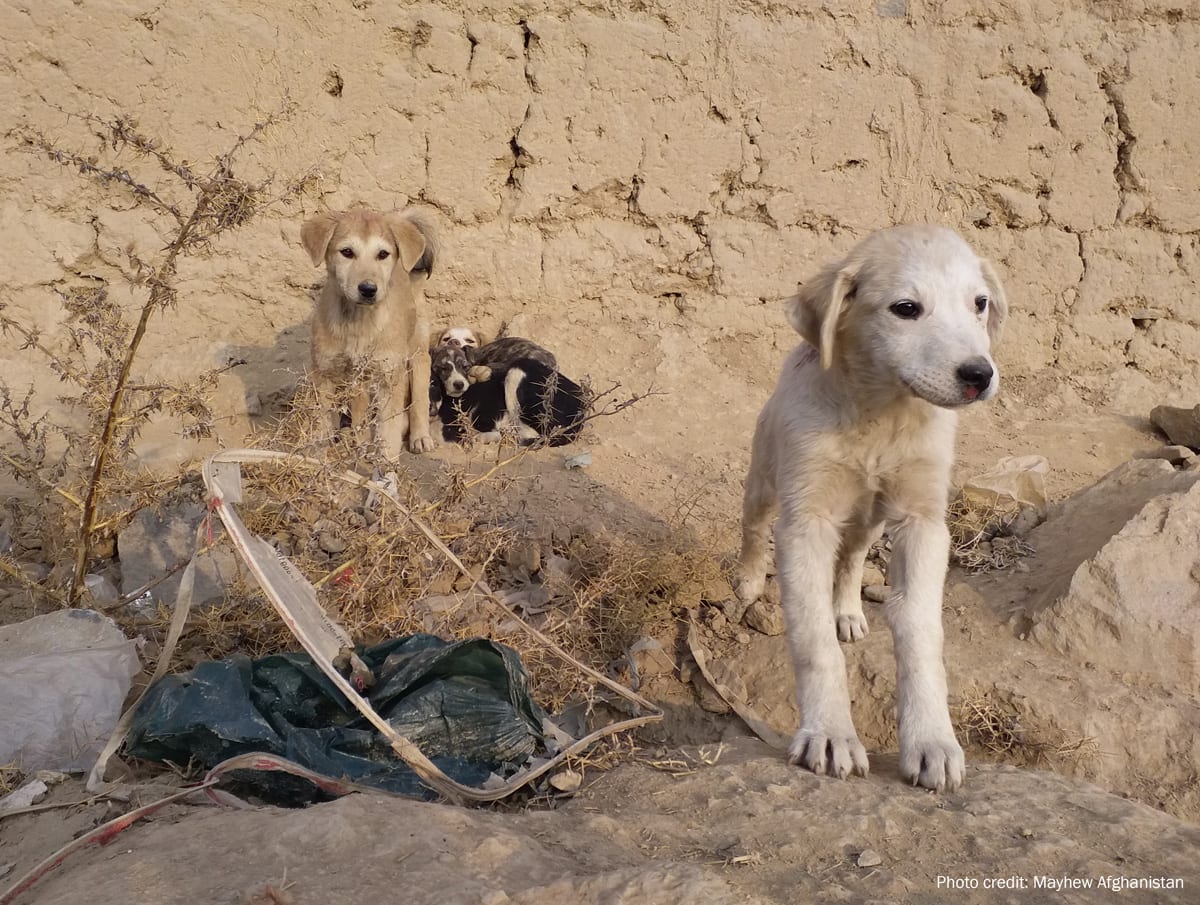 Puppies in Kabul | Photo credit: Mayhew Afghanistan