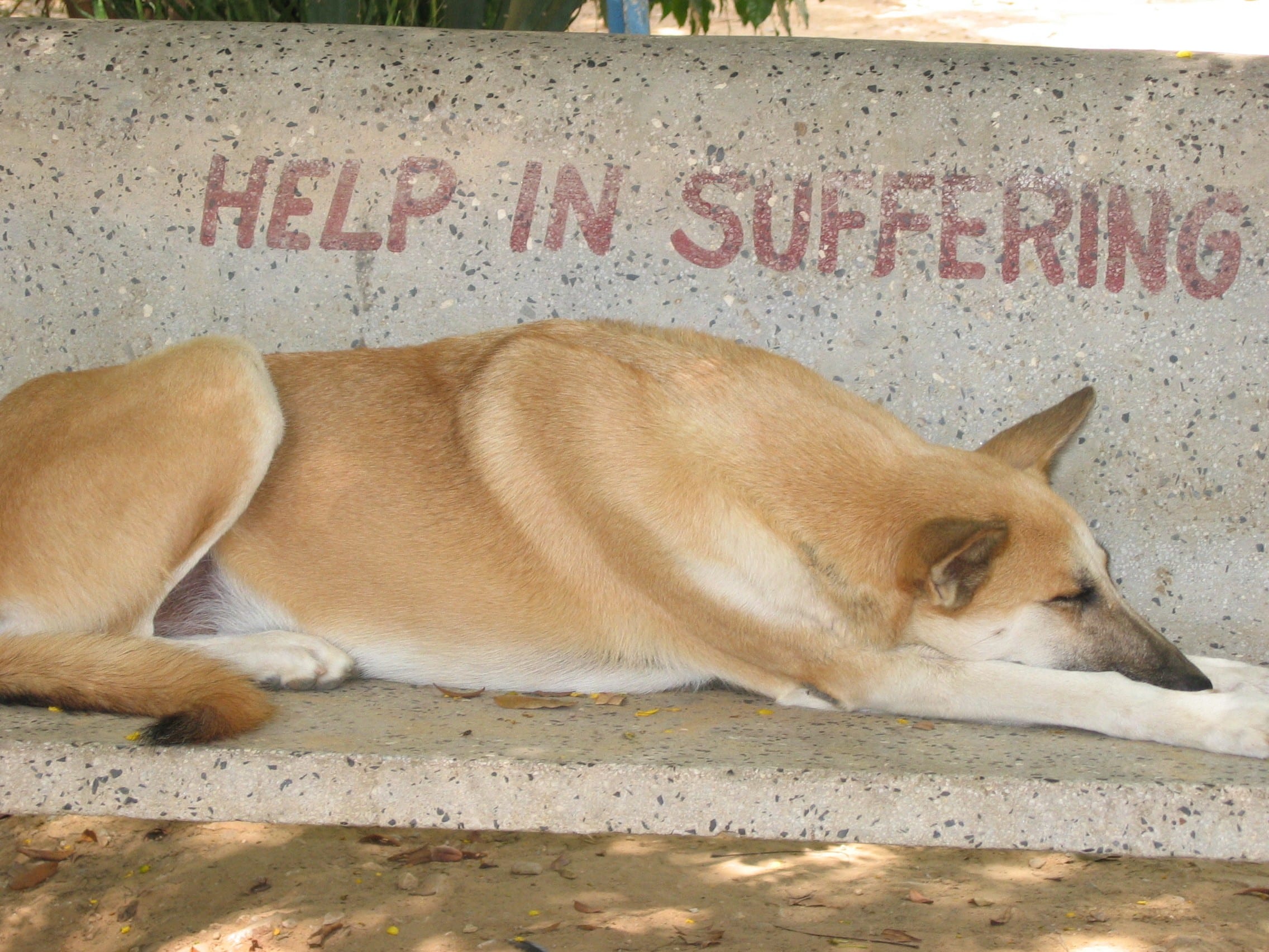 Help in Suffering