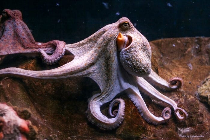 An Octopus-Human Relationship – WellBeing International