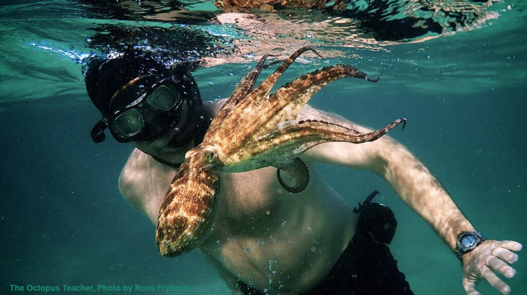 An Octopus Human Relationship WellBeing International