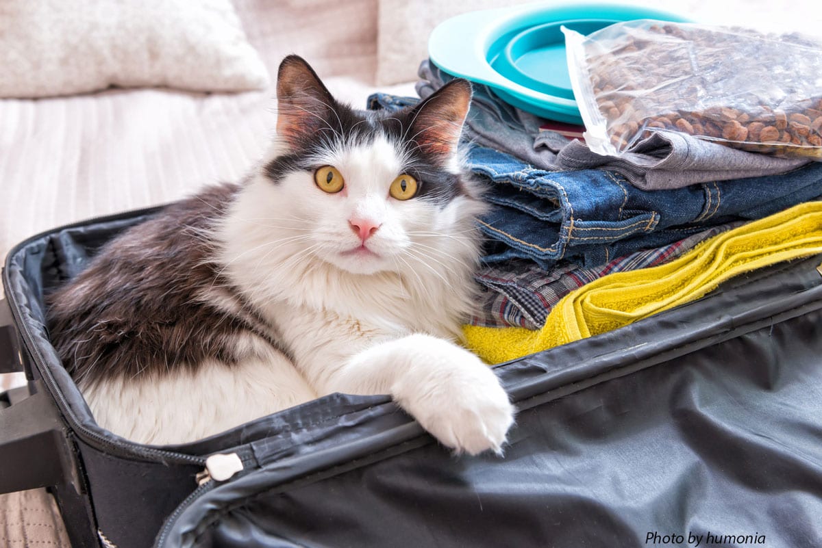 Pet cat in a suitcase