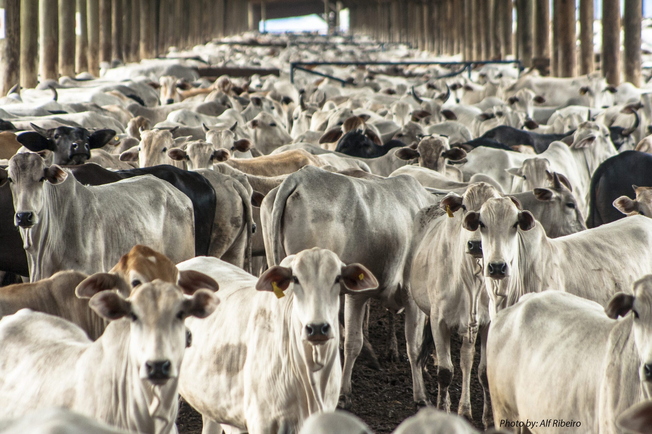 Cattle Feedlot | Photo credit: Alf Ribeiro