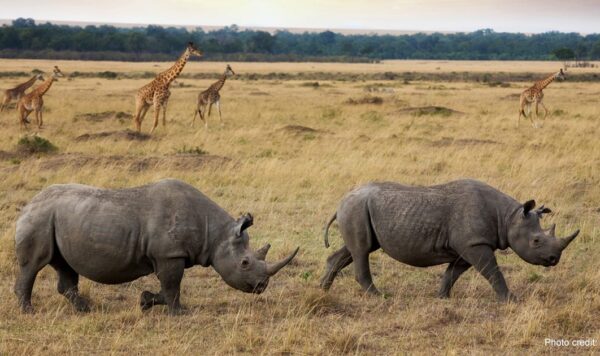Black rhinos in Africa