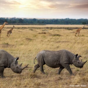 Black rhinos in Africa