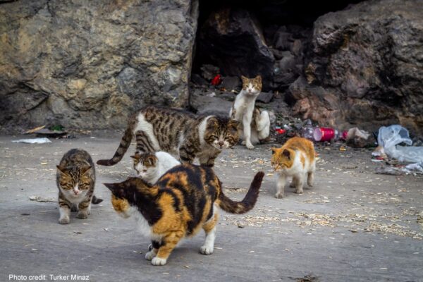 Hungry-Cats-near-Garbage,-Turker-Minaz,-iStock-1139142521---web