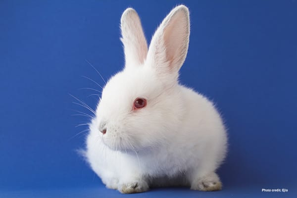 White Rabbit | Photo credit: Ejla
