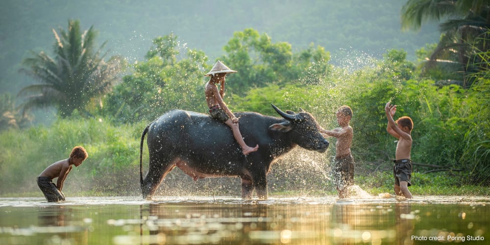 Boys with a river buffalo in Asia. | Photo credit: Poring Studio
