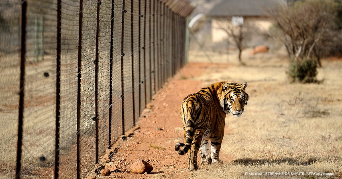 A tiger bred for commercial use in South Africa | Photo credit: STEPHANE DE SAKUTIN/AFP/GettyImages