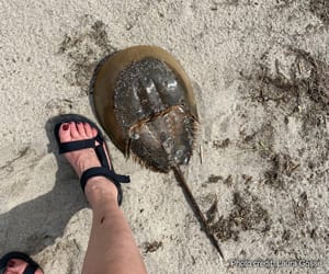 Size of horseshoe crab as compared with the author's size 9 shoes. | Photo credit: Laura Gosse
