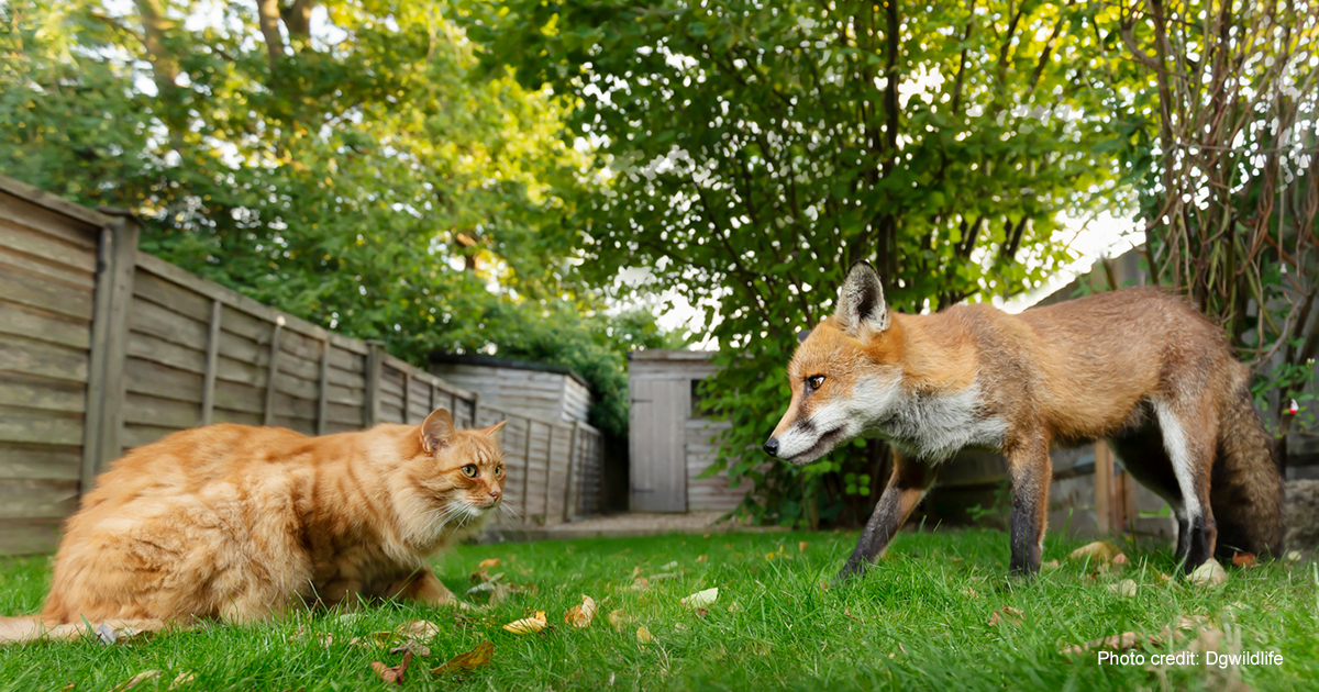 Domesticated fox | Photo credit: Dgwildlife