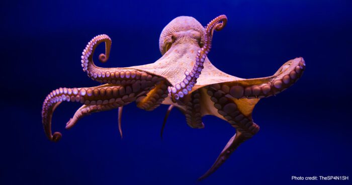 Octopus vulgaris | Photo credit: TheSp4N1SH