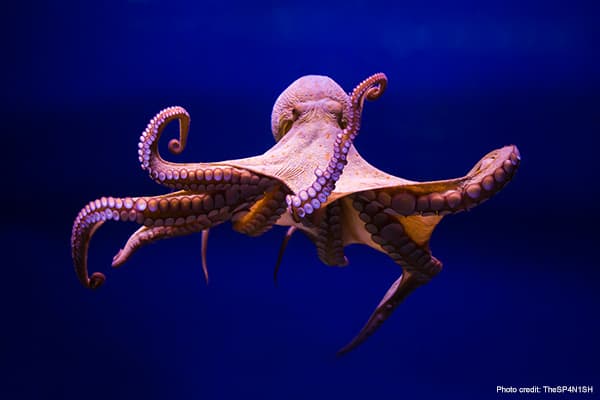 600x400-Octopus-vulgaris-by-TheSp4N1SH-iStock-655094820