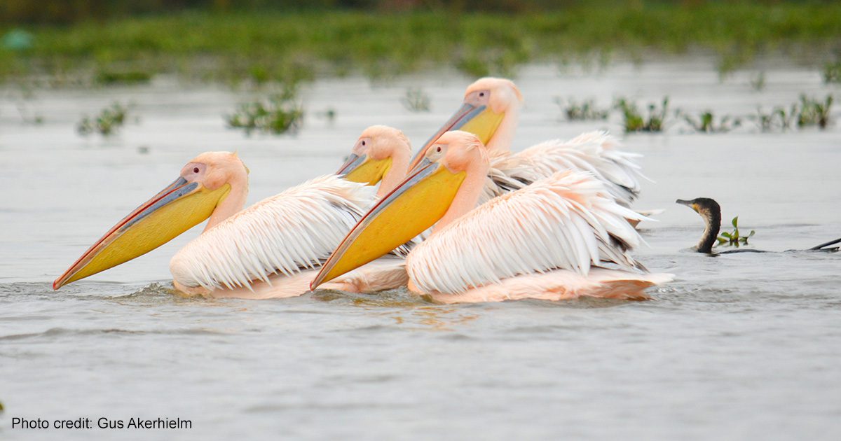 Pink-backed pelicans | Photo credit: Gus Akerhielm