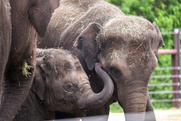Elephants Kai and Achara at the Oklahoma City Zoo
