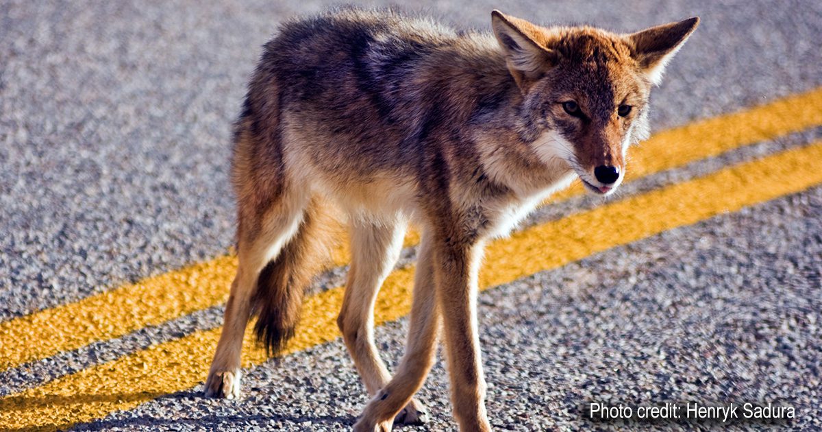Coyote crossing the road | Photo credit: Henryk Sadura