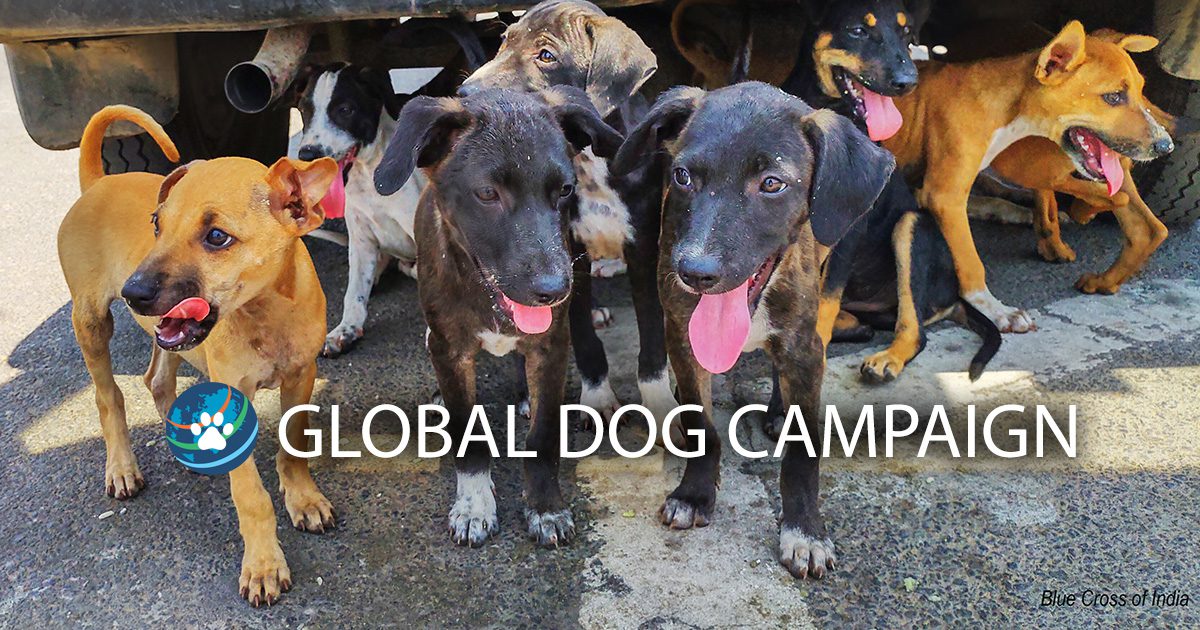 Global Dog Campaign | Photo credit: Blue Cross of India