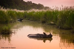 Indian one-horn rhino | Photo credit: – Em Campos