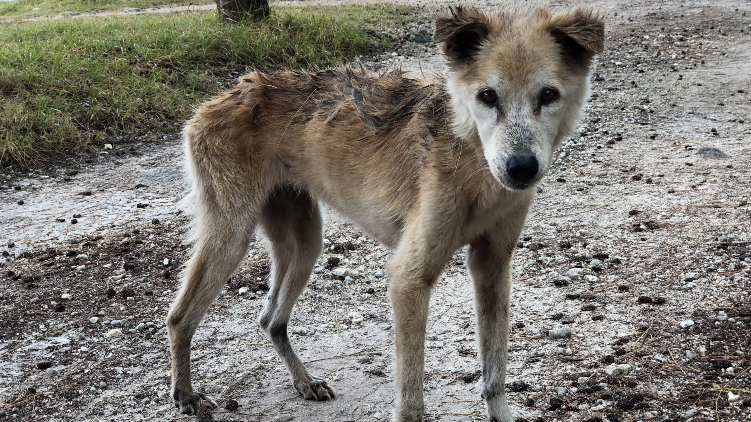 Global Dog Campaign Case Studies: Kabul, Afghanistan; Chennai, India;  Heredia, Costa Rica – WellBeing International
