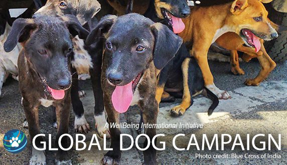 Global Dog Campaign