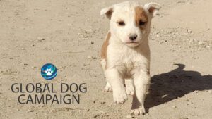 The Global Dog Campaign - Photo of Afghan Puppy
