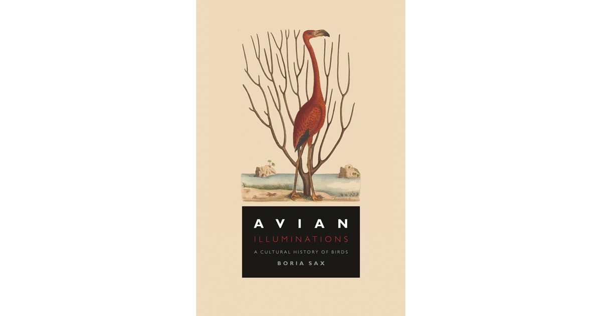 Book Cover of Avian Illuminations by Boria Sax