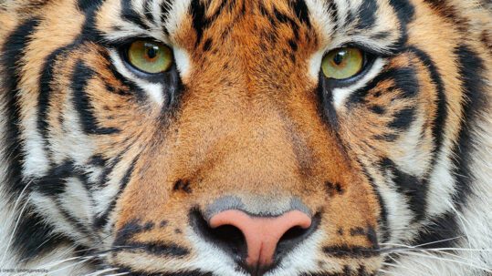 Sumatran tiger | Photo credit: ondrejprosicky