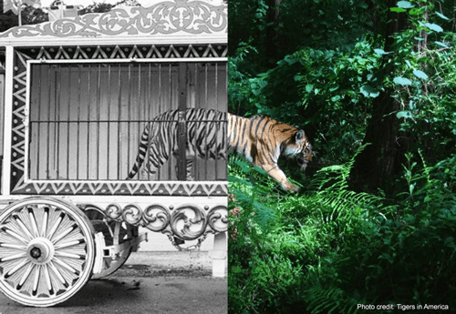 Tiger In & Out of Cage | Photo credit: Tigers in America