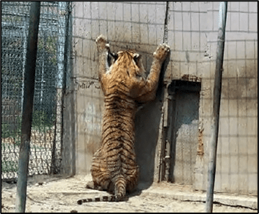 Colton Rescue from Roadside Zoo