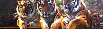 Amanda, Arthur & Andre - tigers