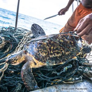 Endangered Hawksbill Sea Turtle caught in a discarded net | Photo credit: Placebo365