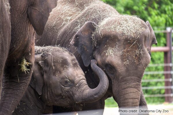 Elephants-Kai-and-Achara-by-OKC-Zoo-scaled-600x400