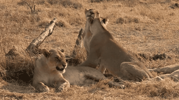 Lionesses | Credit: Martin Harvey