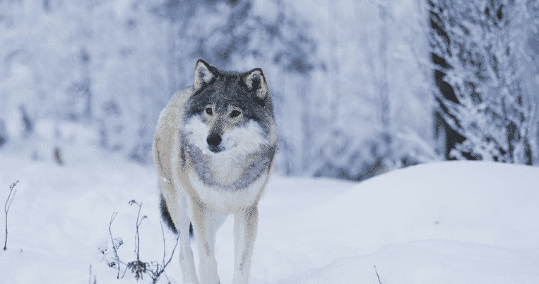 Wolf | Credit: Twitchy Films