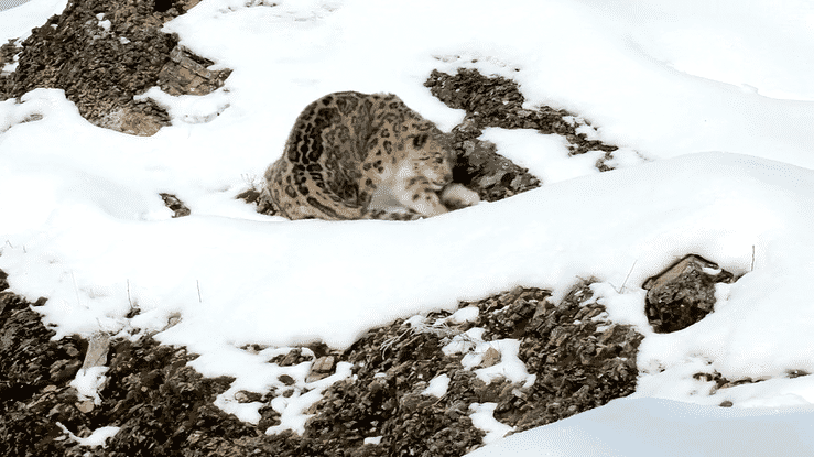 Snow leopard | Video credit: pburwell