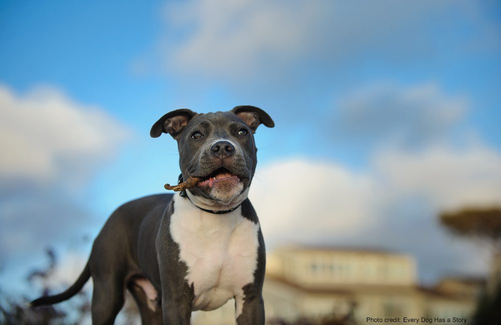 American Pitbull | Photo credit: Every Dog Has A Story