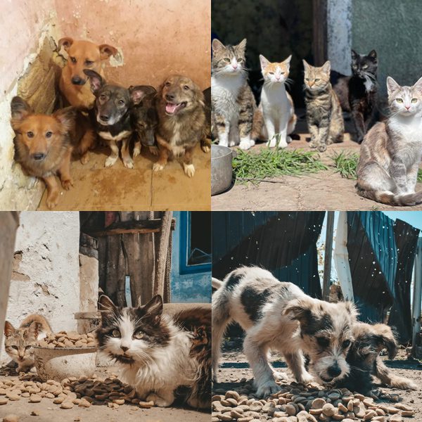 Cats & dogs in Odessa, fed by Save The Dogs & Other Animals