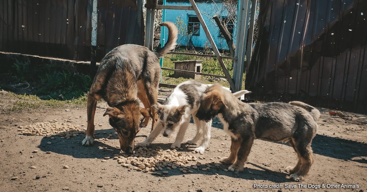 Odessa dogs fed by the organization Save the Dogs & Other Animals