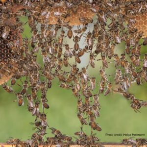 Honeybee hive | Photo credit: Helga Heilmann