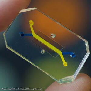 Organ on a chip | Photo credit: Wyss Institute at Harvard University