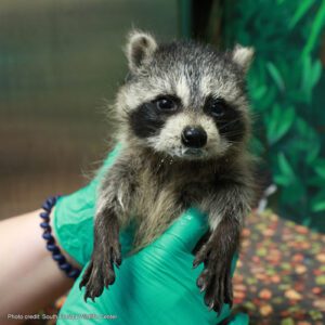 Baby racoon tended to by the staff at the South Florida Wildlife Center | Photo credit: South Florida Wildlife Center