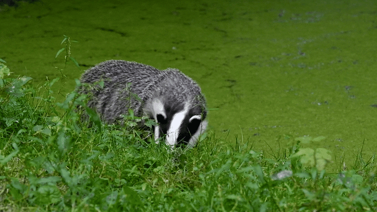 Badger | Credit: Philippe Clement