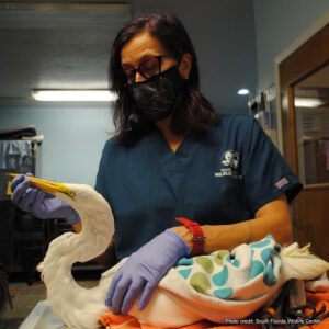 Dr. G treating the pelican at the South Florida Wildlife Center | Photo credit: South Florida Wildlife Center