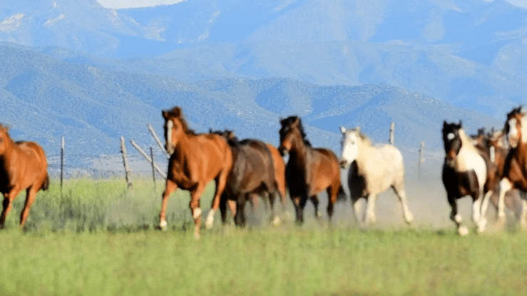 Wild Horses | Credit: Boogich
