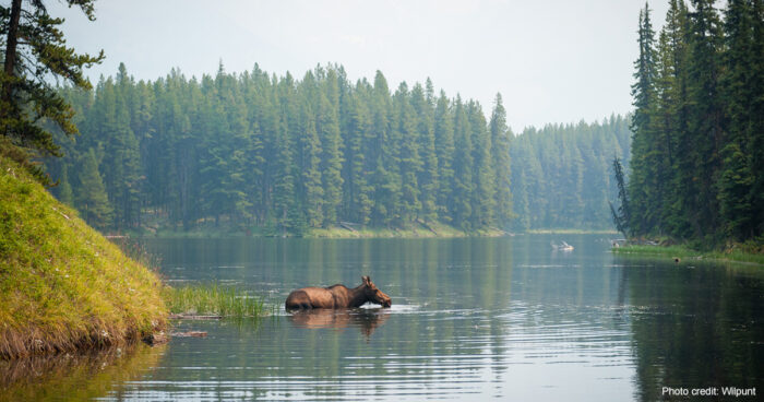 Male moose | Photo credit: wilpunt